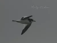 Vorkstaartmeeuw [Xema sabini] - Zuiderhavenhoofd Scheveningen Zuid-Holland (30okt2025) 